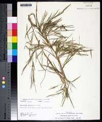 Muhlenbergia glabriflora image