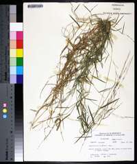 Muhlenbergia schreberi image