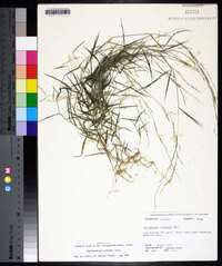 Muhlenbergia schreberi image