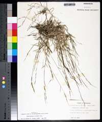 Muhlenbergia schreberi image