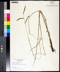 Paspalum plicatulum image