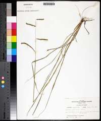 Paspalum plicatulum image