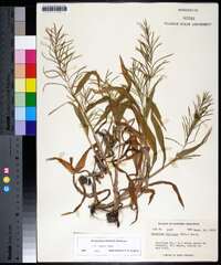 Paspalum repens image