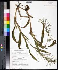 Paspalum repens image