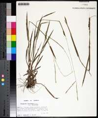 Paspalum setaceum var. setaceum image