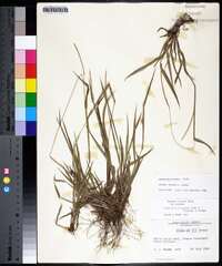 Paspalum setaceum var. setaceum image