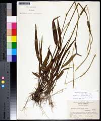 Paspalum setaceum var. ciliatifolium image