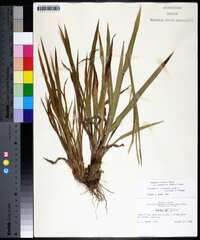 Paspalum setaceum var. ciliatifolium image