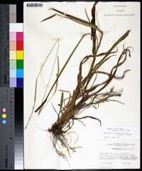 Paspalum setaceum var. ciliatifolium image