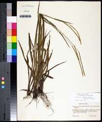 Paspalum setaceum var. muhlenbergii image