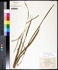 Paspalum setaceum var. muhlenbergii image