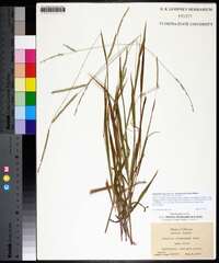 Paspalum setaceum var. stramineum image