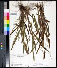 Paspalum setaceum var. stramineum image