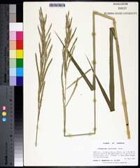 Paspalum urvillei image