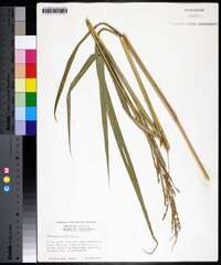 Paspalum urvillei image