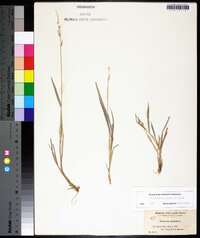 Echinochloa colona image