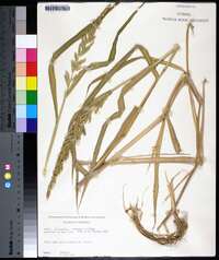 Echinochloa colona image