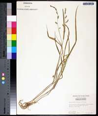 Echinochloa colona image