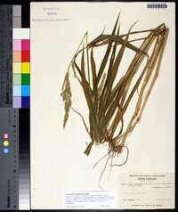 Echinochloa frumentacea image