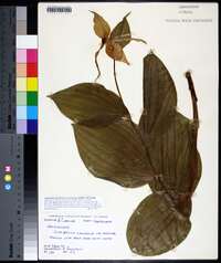 Cypripedium parviflorum var. pubescens image