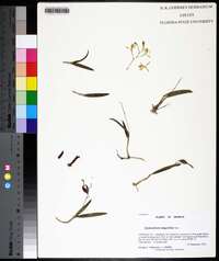 Epidendrum magnoliae image