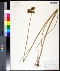 Juncus megacephalus image