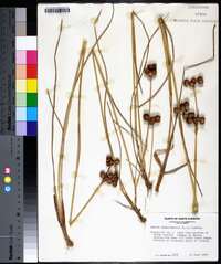 Juncus megacephalus image