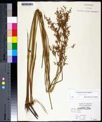 Juncus nodatus image