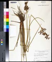 Juncus nodatus image