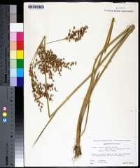 Juncus nodatus image