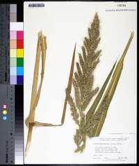 Echinochloa walteri image