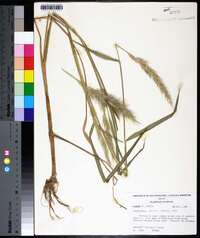 Echinochloa walteri image