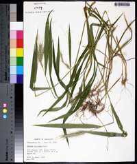 Elymus villosus image