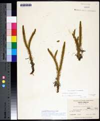 Lycopodiella alopecuroides image