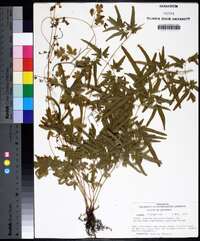 Lygodium japonicum image