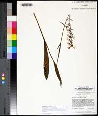 Platanthera lacera image