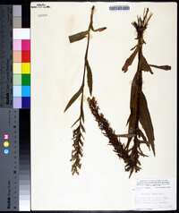 Habenaria repens image