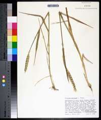 Triticum aestivum image