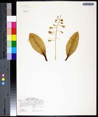 Liparis liliifolia image