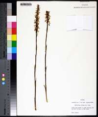 Spiranthes cernua image