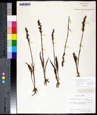 Spiranthes cernua image