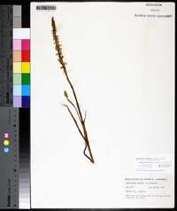 Spiranthes cernua image