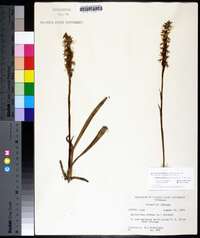 Spiranthes cernua image