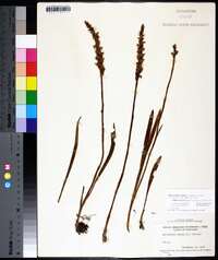 Spiranthes cernua image