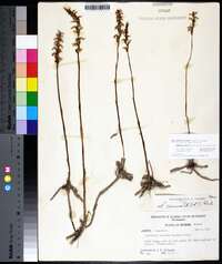 Spiranthes cernua image