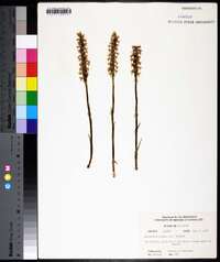 Spiranthes cernua image