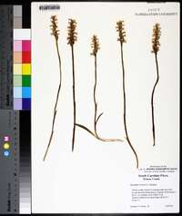 Spiranthes cernua image