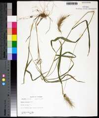 Elymus villosus image