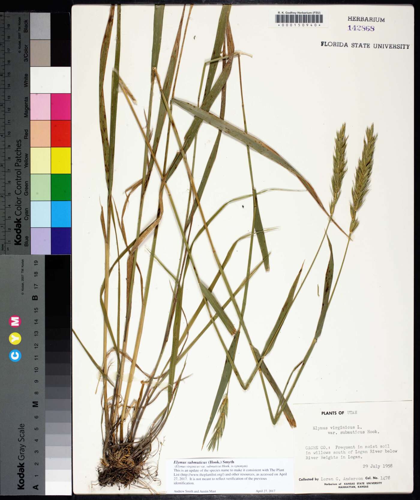 Elymus curvatus image