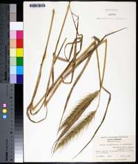 Elymus glabriflorus image